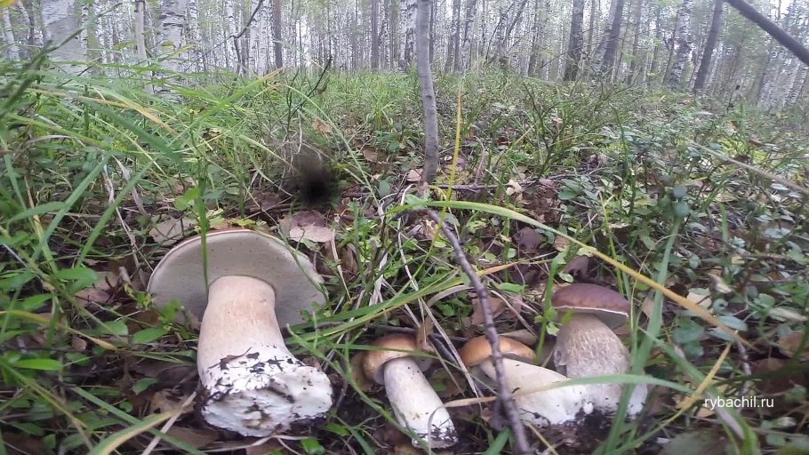 Сбор грибов в лесу видео