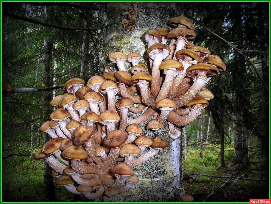 Опята в Ленинградской области 2020