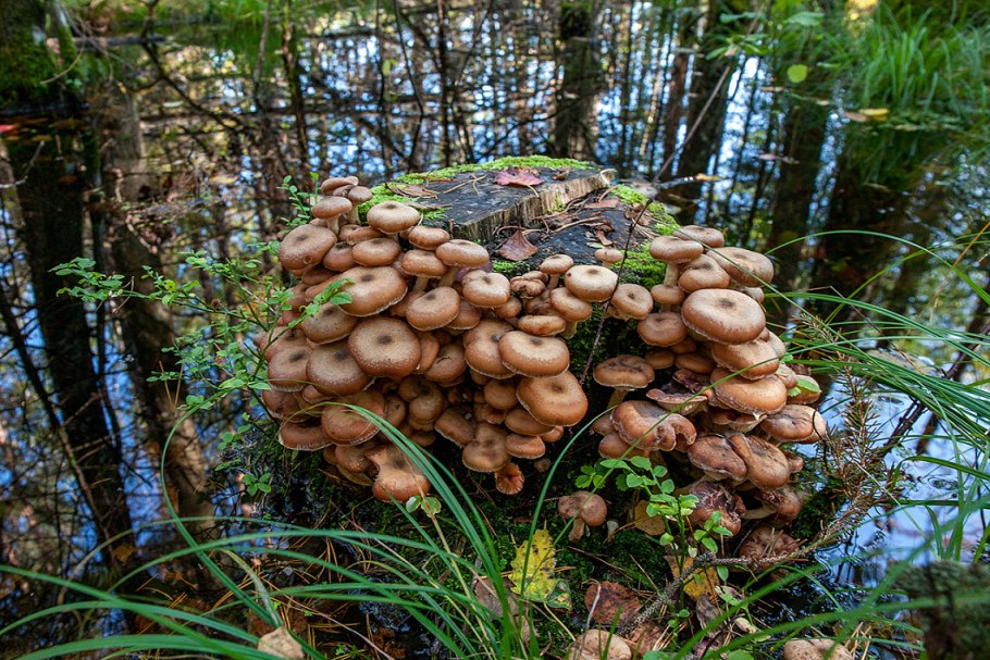 Опята Лесные пеньковые