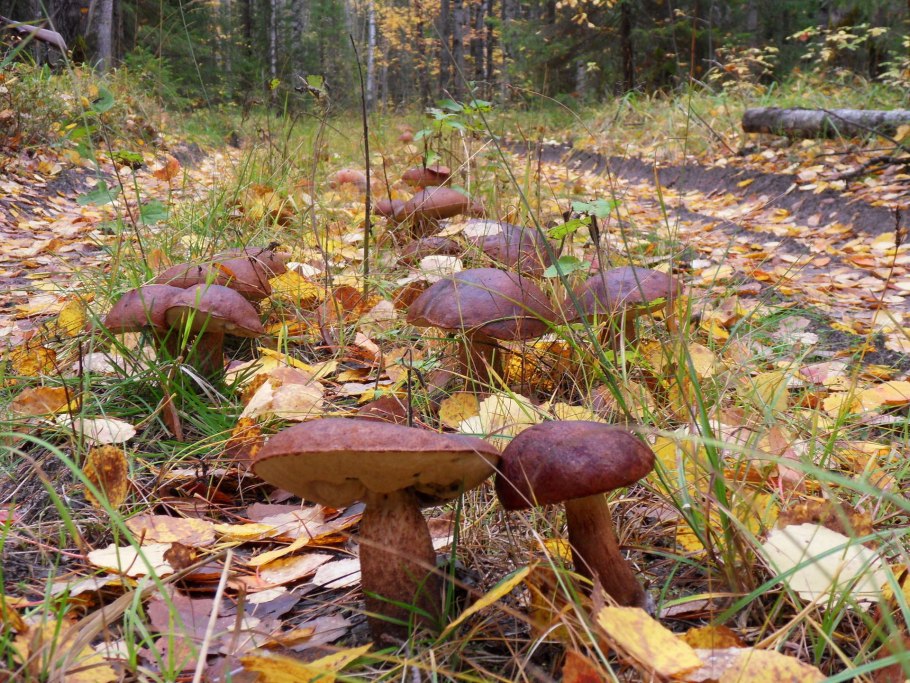 Очень много грибов в лесу