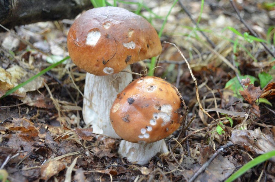 Паутинник голубовато-опоясанный Cortinarius balteatocumatilis