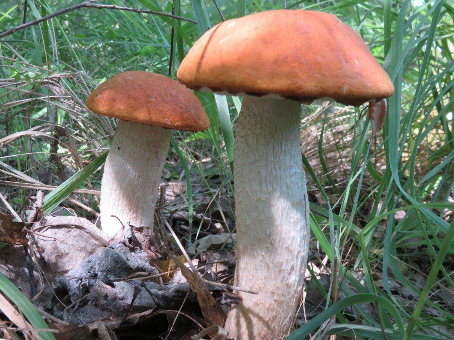 Крымский подосиновик