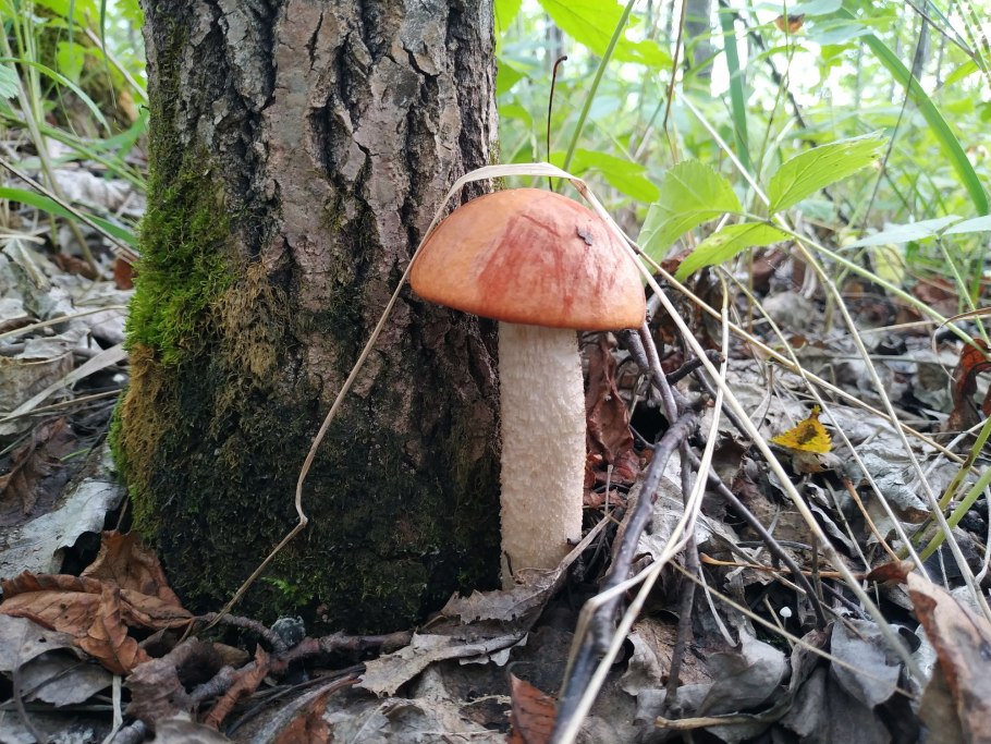 Подосиновик Боровой