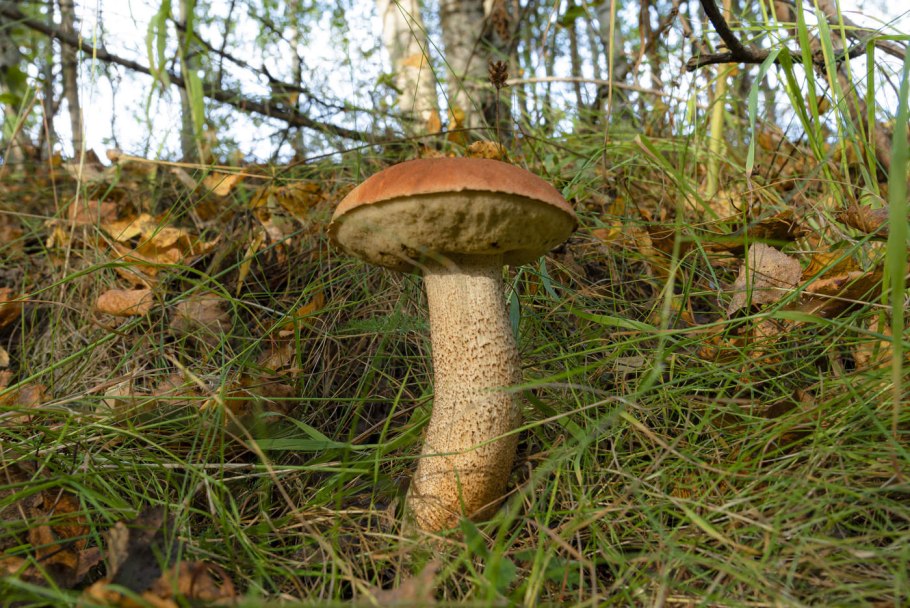 Подберезовик шляпка