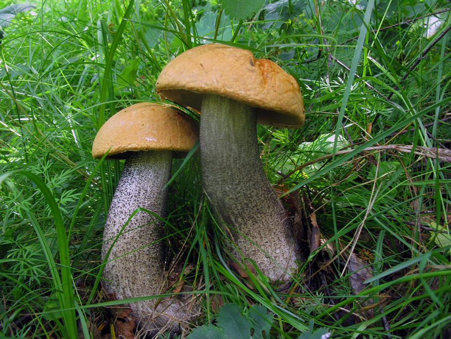 Подосиновик белоножковый Leccinum albostipitatum