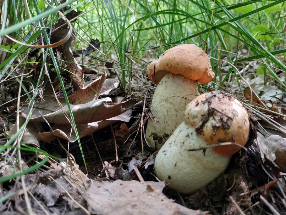 Белый гриб подосиновик и боровик