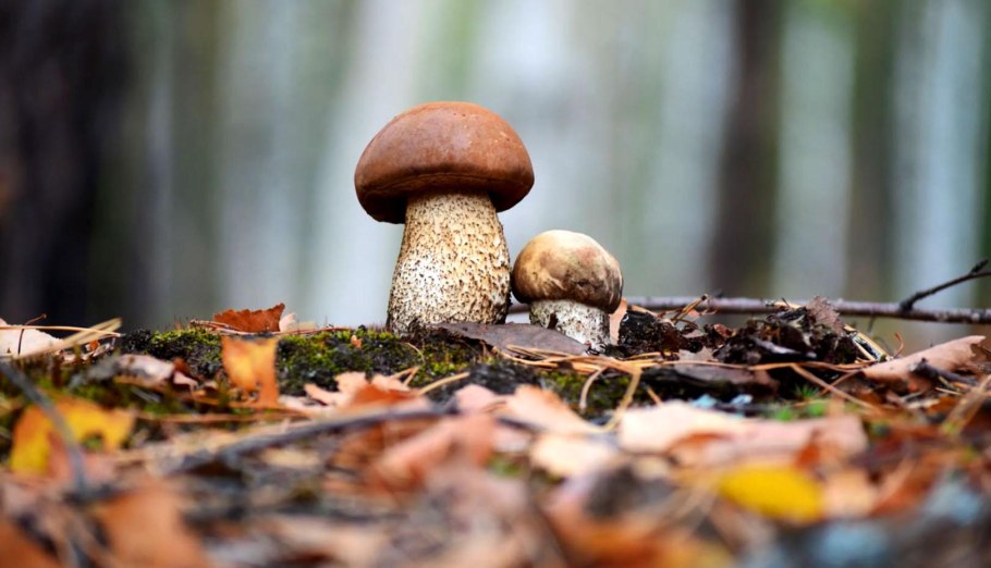 Подберёзовик пепельно-серый (Leccinum leucophaeum)
