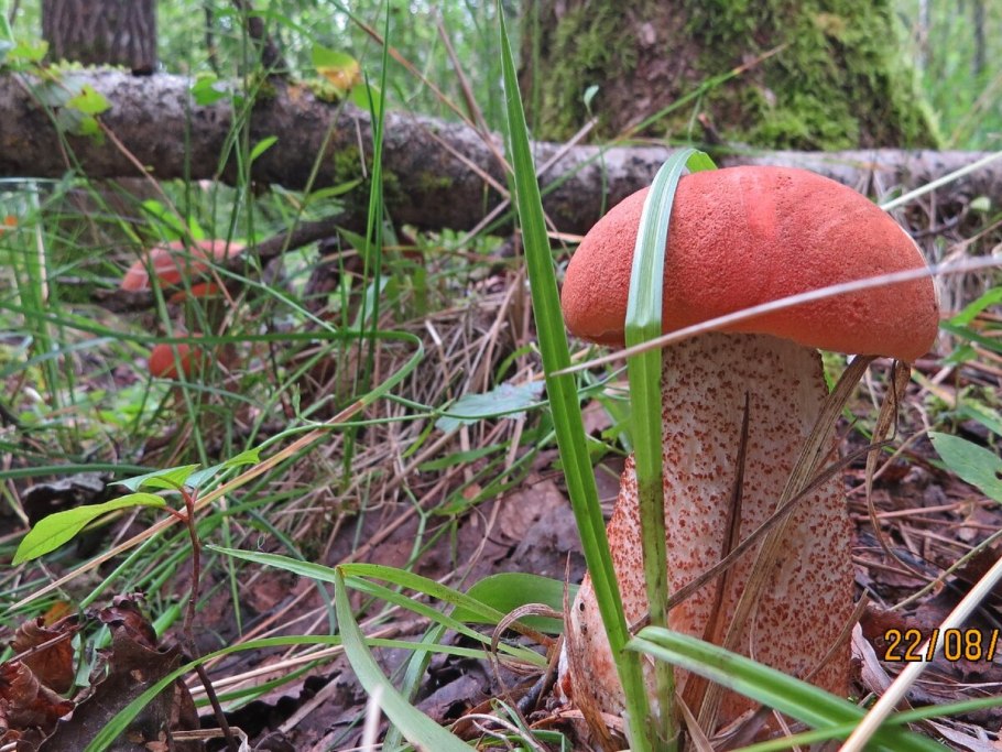 Подосиновик Сибирский