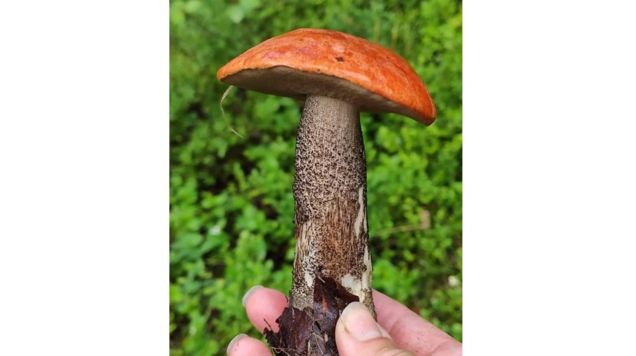 Подосиновик белоножковый Leccinum albostipitatum