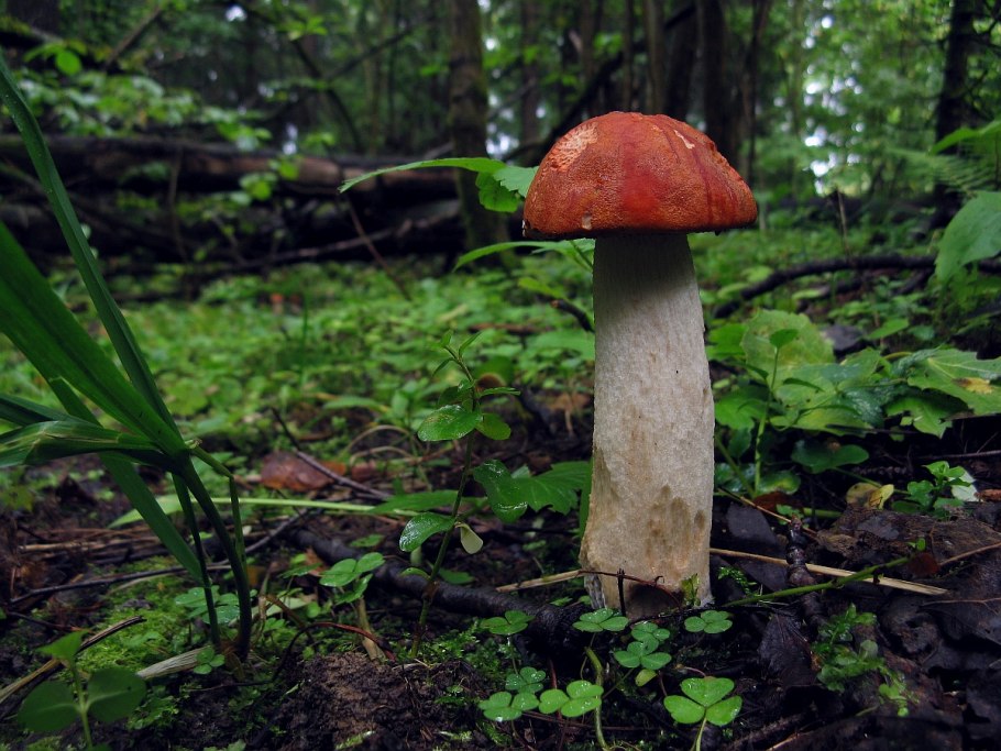 Boletus mycelium