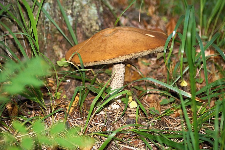 Грибы Владимирской области 2021