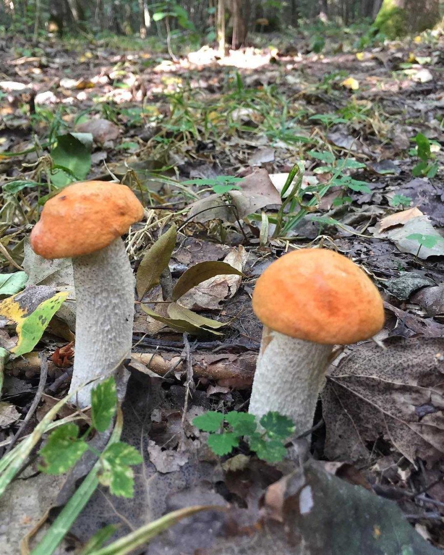 Мраморный подосиновик