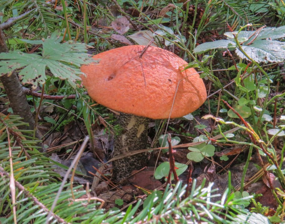 Двойник подосиновика