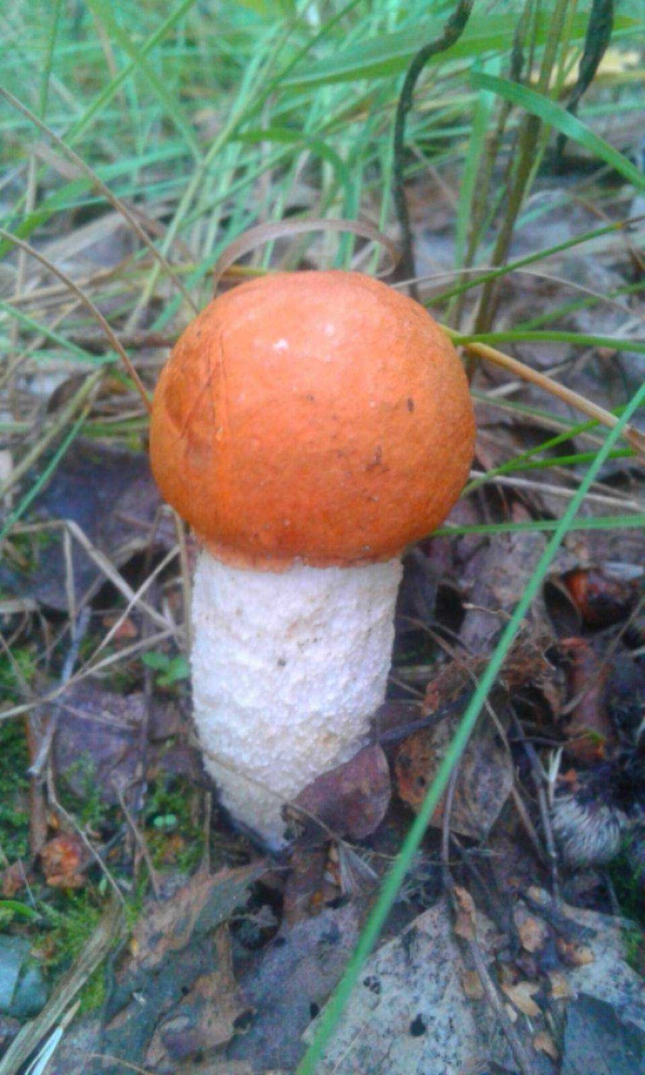 Подосиновик грибники