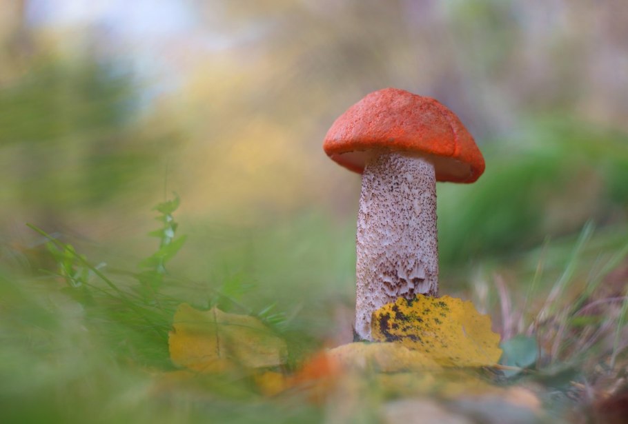 Красный подосиновик