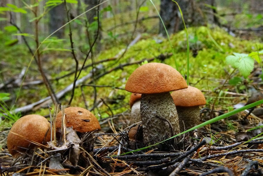 Крымский подосиновик