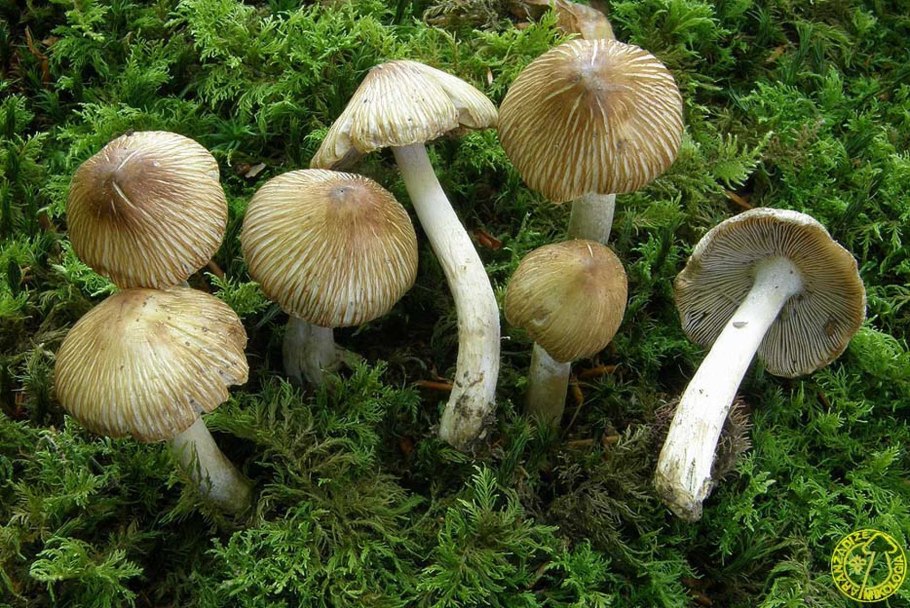 Гриб волоконница Патуйяра