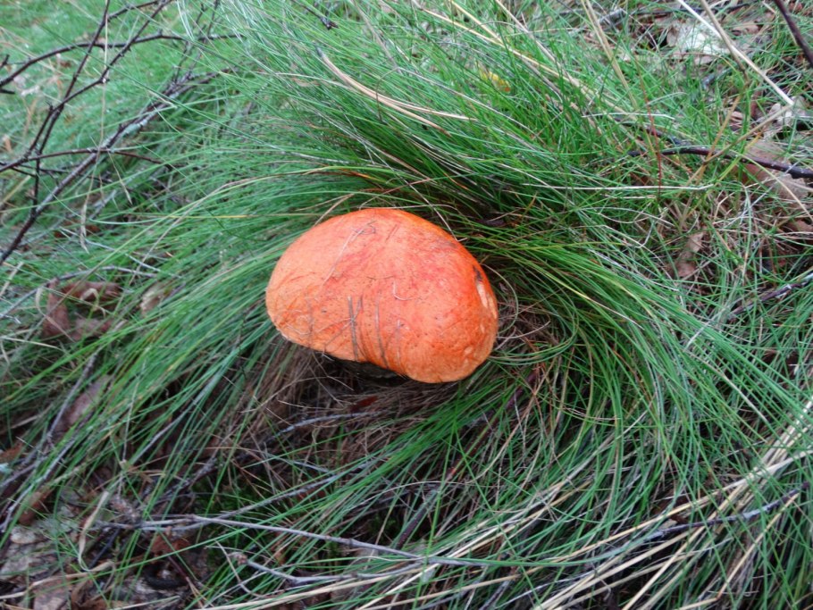 Подосиновик жёлто-бурый