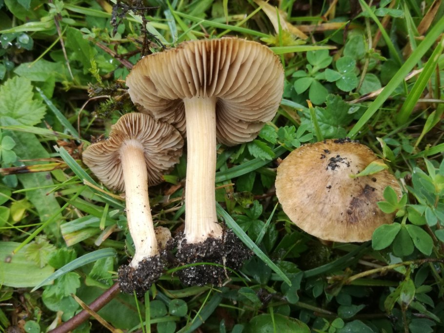 Гриб Inocybe aeruginascens