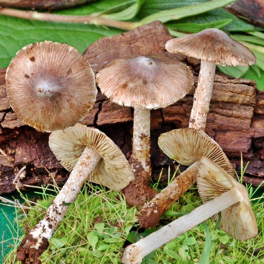 Волоконница волокнистая (Inocybe rimosa)