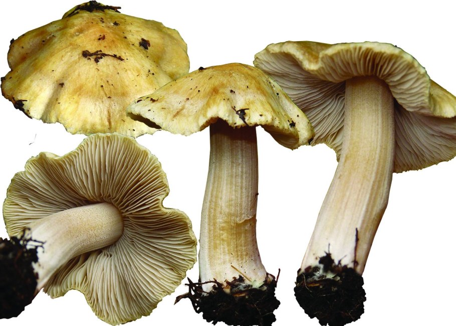 Гриб Inocybe aeruginascens