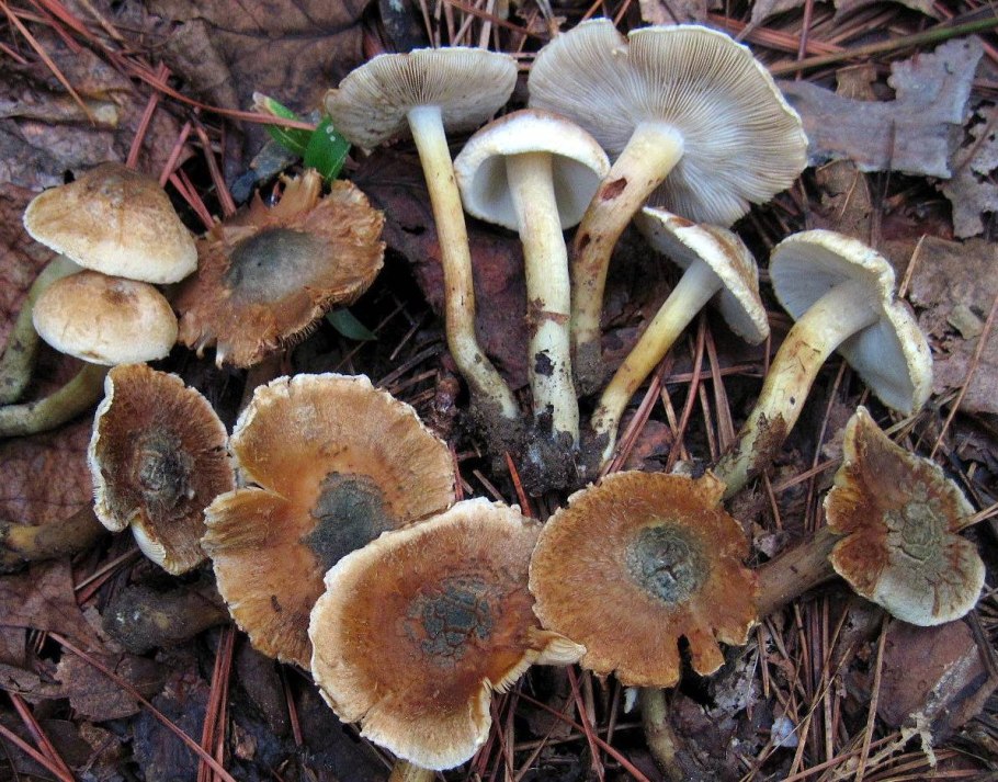 Inocybe corydalina