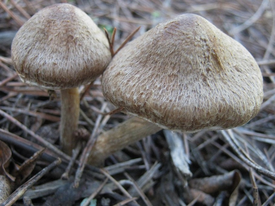Inocybe rimosa