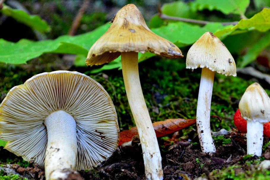 Волоконница зеленая Inocybe