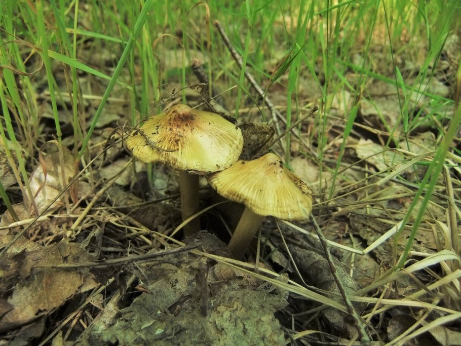 Inocybe haemacta