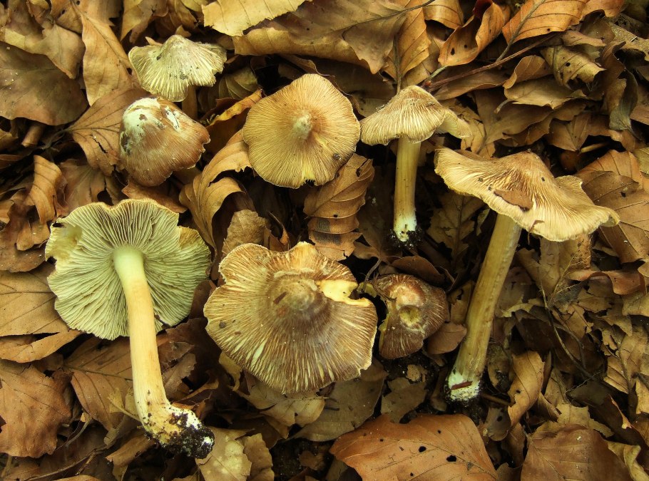 Гриб Inocybe aeruginascens