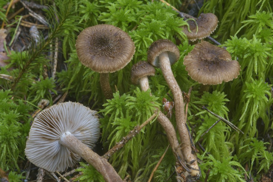 Волоконница патуйяра