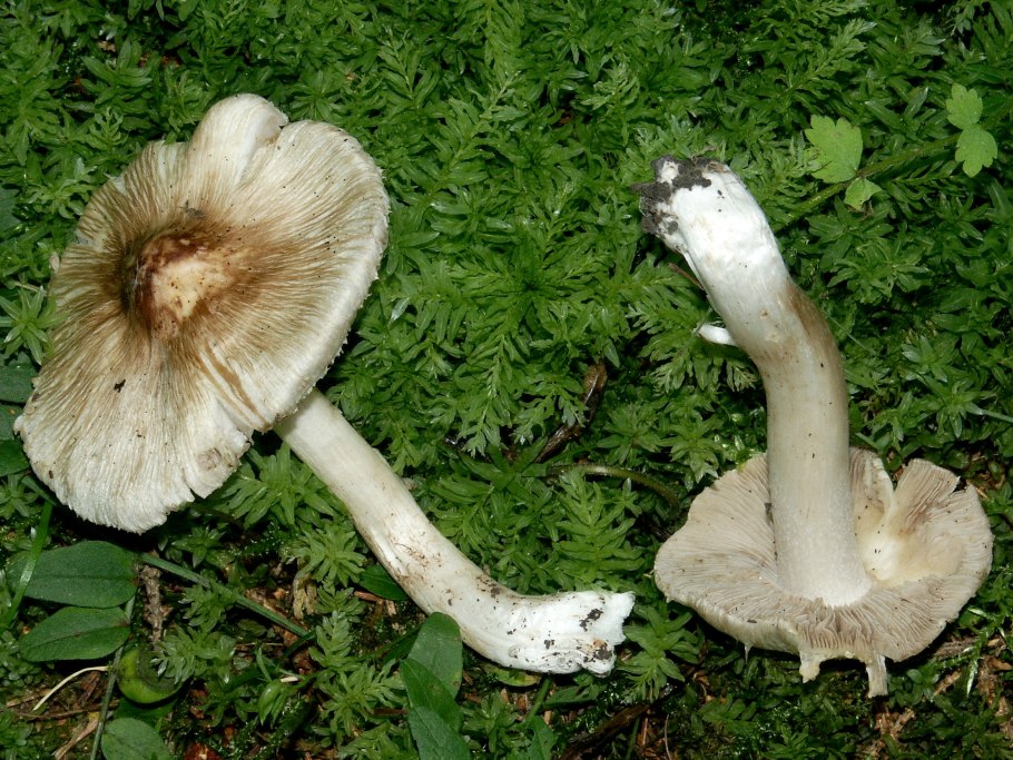 Волоконница смешанная Inocybe