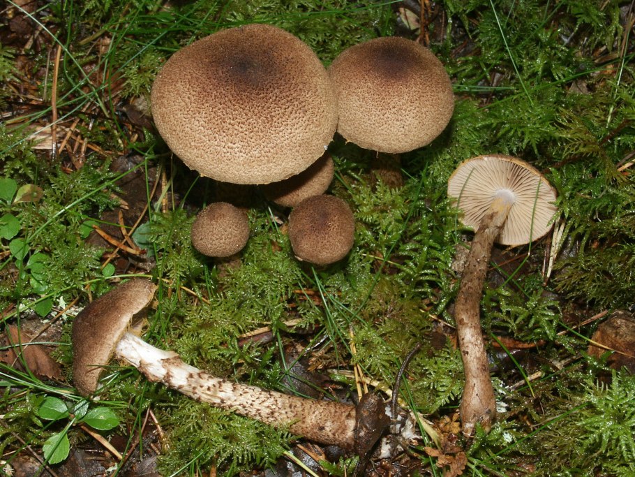Inocybe haemacta