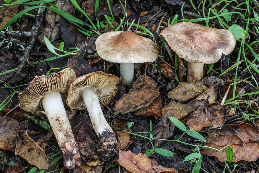 Волоконница Земляная (Inocybe geophylla var. Lilacina)