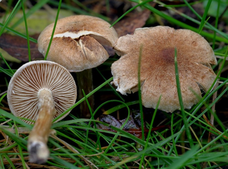 Волоконница волокнистая (Inocybe Fastigiata)