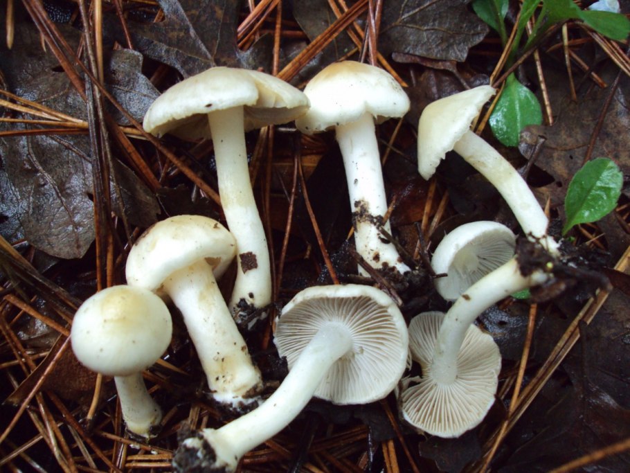 Inocybe fuscidula