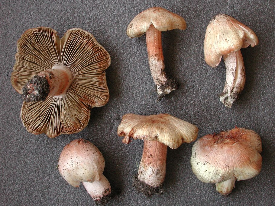 Волоконница сине-зеленая