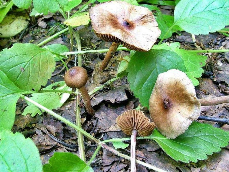 Inocybe aeruginascens