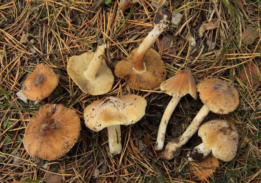 Волоконница Бонгарда (Inocybe bongardii)