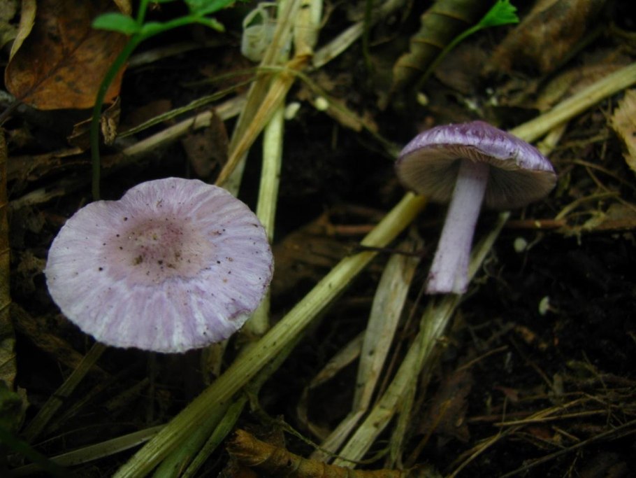 Cortinarius rubellus и Inocybe geophylla