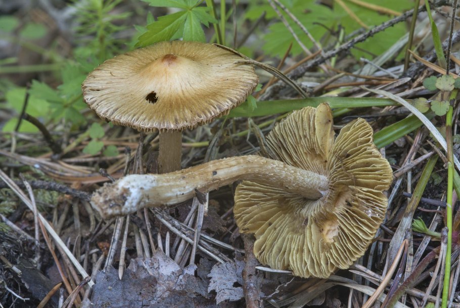 Волоконница Патуйяра(Inocybe patouillardii)