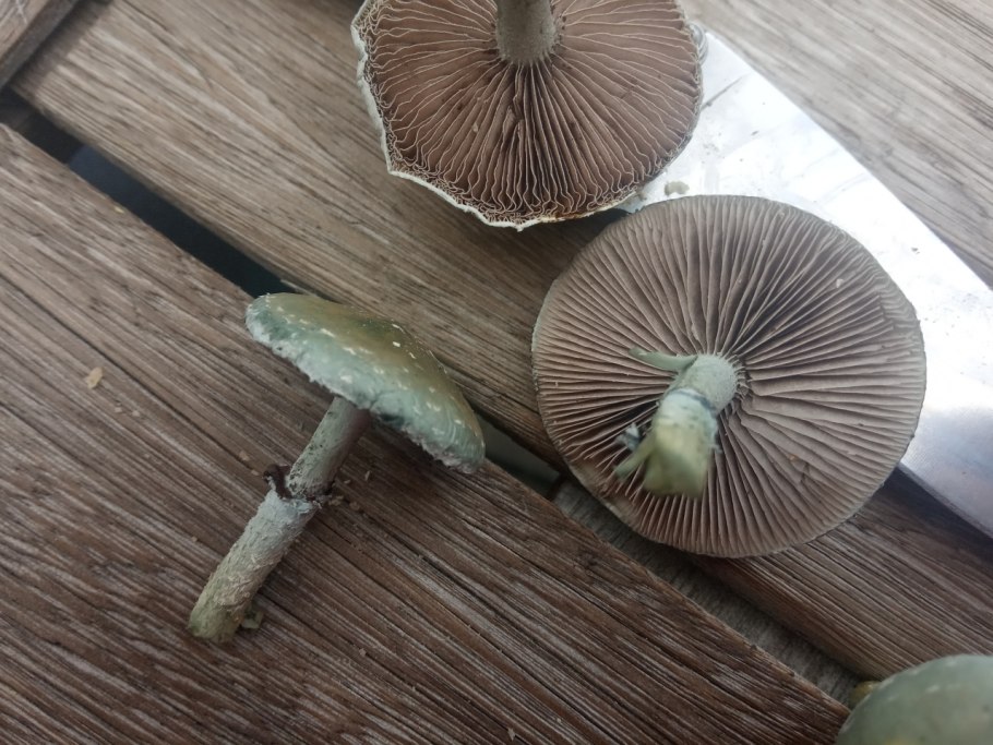 Гриб волоконница Путорана