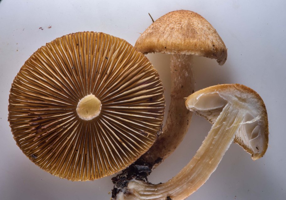 Волоконница волокнистая гриб