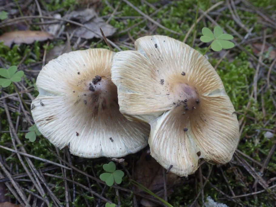 Волоконница волокнистая