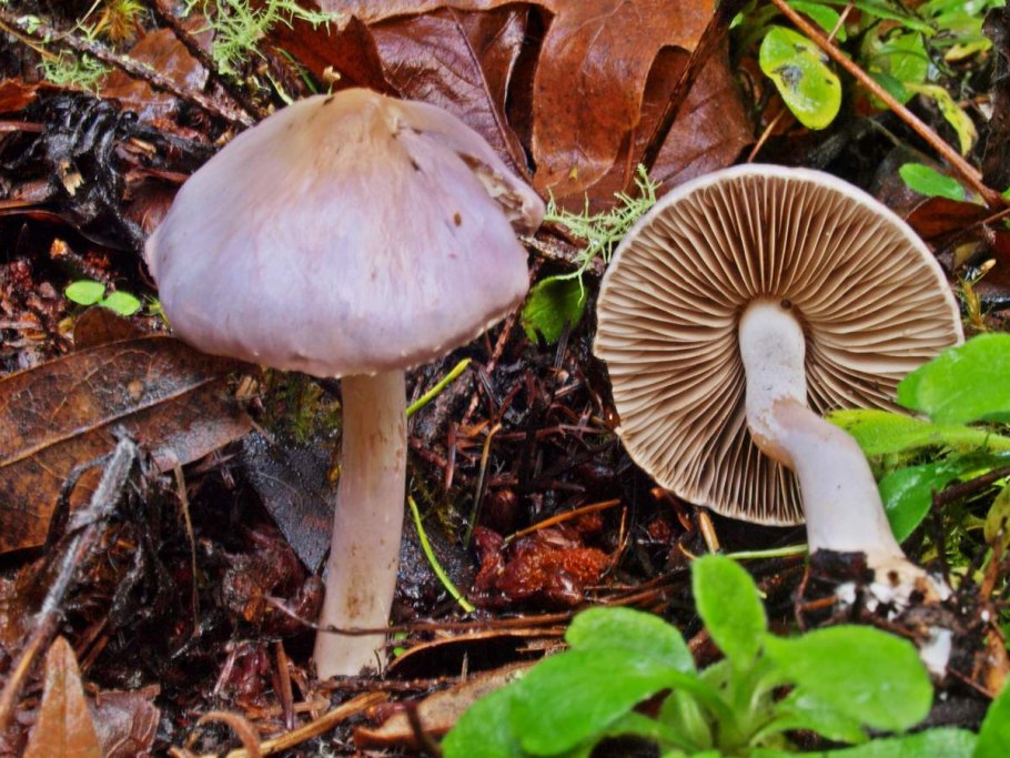 Волоконница Патуйяра