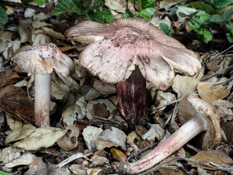 Волоконница (Inocybe)
