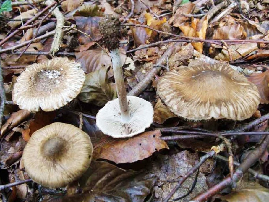 Волоконница ядовитая