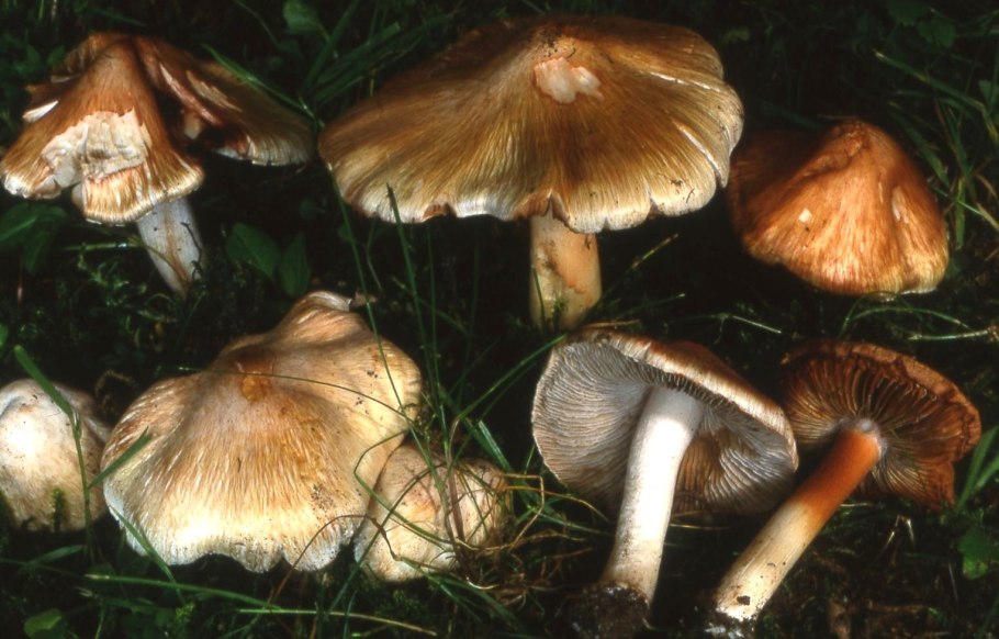 Гриб Inocybe aeruginascens