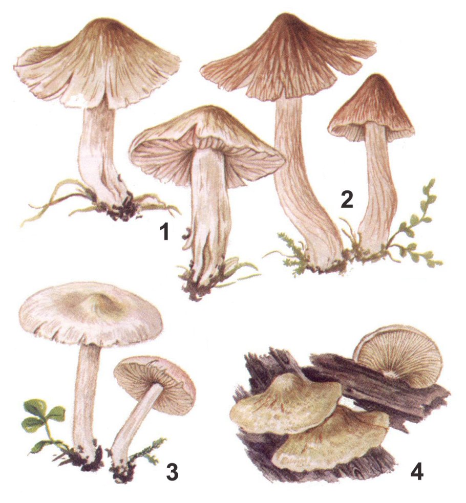 Волоконница острая гриб