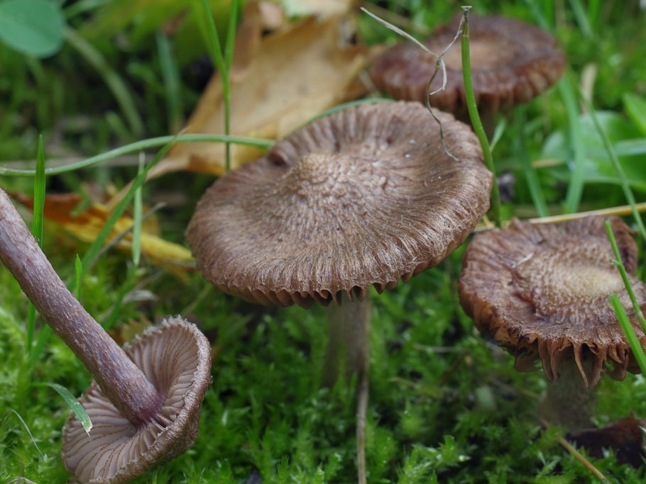Inocybe aeruginascens Babos